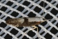 Argyresthia spinosella