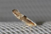 Argyresthia spinosella