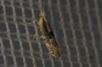Argyresthia spinosella