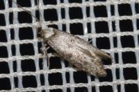 Paraswammerdamia albicapitella