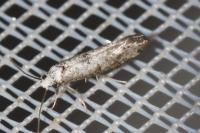 Paraswammerdamia albicapitella