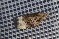 Apotomis capreana