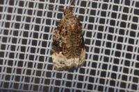 Apotomis capreana