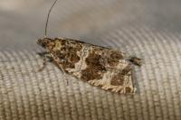 Celypha lacunana