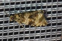 Celypha lacunana