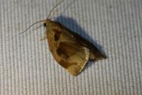 Archips crataegana