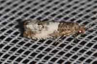 Notocelia rosaecolana