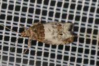 Notocelia rosaecolana