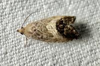 Cydia splendana