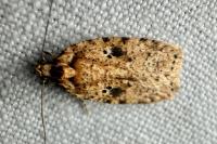 Agonopterix arenella