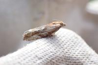 Eucosma