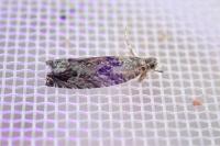 Epinotia nisella/cinereana