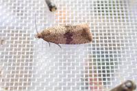 Celypha striana
