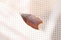 Carcina quercana