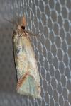 Agapeta hamana