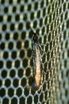 Coleophora