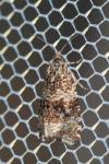 Celypha lacunana
