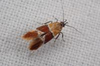 Epicallima bruandella
