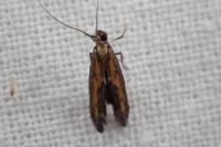 Ochromolopis ictella