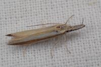 Pleurota aristella