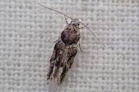 Recurvaria nanella