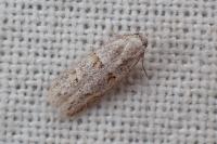 Symmocoides oxybiella