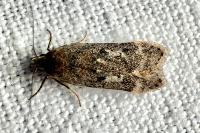 Anacampsis blattariella/populella