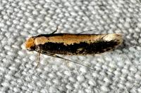 Monopis obviella