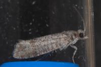 Clavigesta sylvestrana