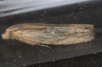 Eucosma