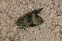 Celypha lacunana
