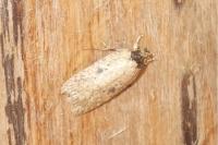 Agonopterix subpropinquella