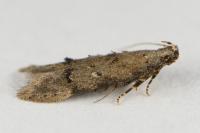 Teleiodes vulgella