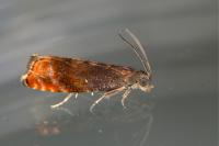 Pammene rhediella