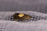 Pammene regiana