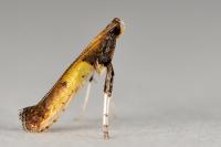 Caloptilia azaleella