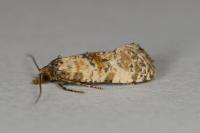 Neocochylis molliculana