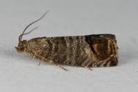 Cydia pomonella