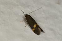 Borkhausenia minutella