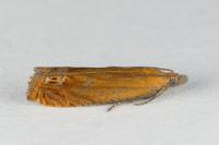 Lathronympha strigana