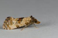 Neocochylis molliculana
