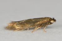 Bucculatrix nigricomella