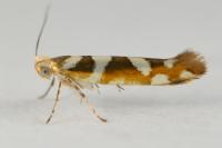 Argyresthia goedartella