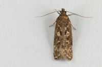 Gelechia sororculella