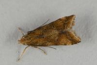 Brachmia blandella