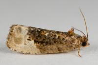 Hedya nubiferana