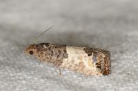 Spilonota ocellana