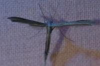 Emmelina monodactyla