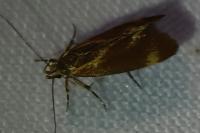 Metalampra italica