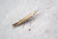 Coleophora ornatipennella